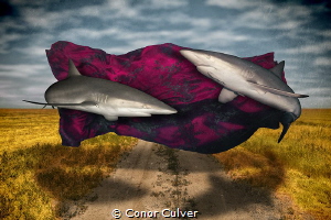 "Silk Road" part of my Underwater Surrealism body of work... by Conor Culver 